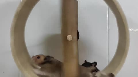 Hamsters running on a wheel is so cute