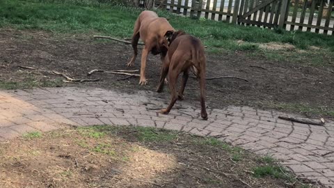 Dogs tearin' up my yard!