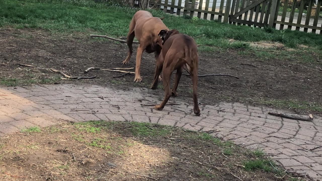 Dogs tearin' up my yard!