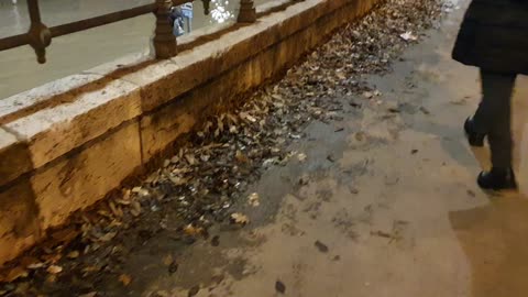 A mi városunk Budapest - Lehullott falevelek a dunaparti sétányon