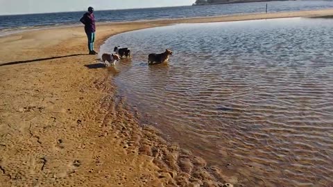 Corgis playing at the bay