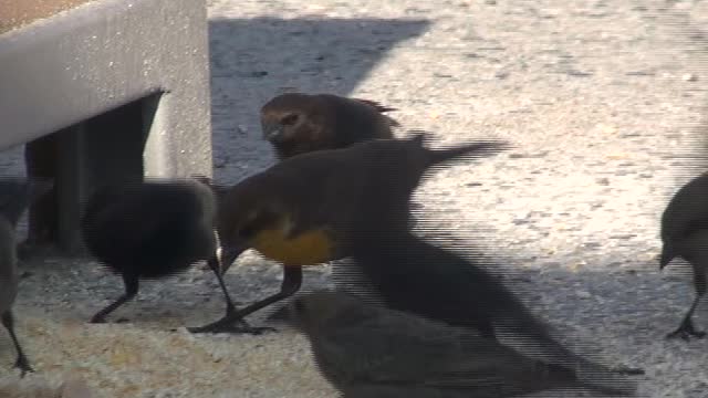 Le Grande Orange Starling drops by to spectate