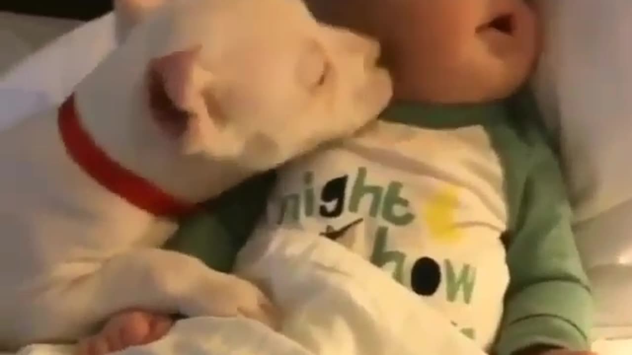 Cute baby and dog funny video