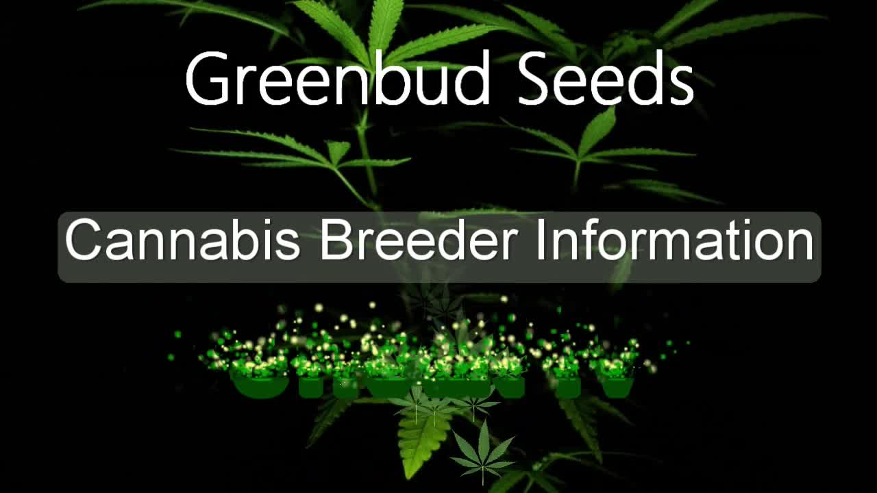 Greenbud Seeds - Cannabis Strain Series - STRAIN TV