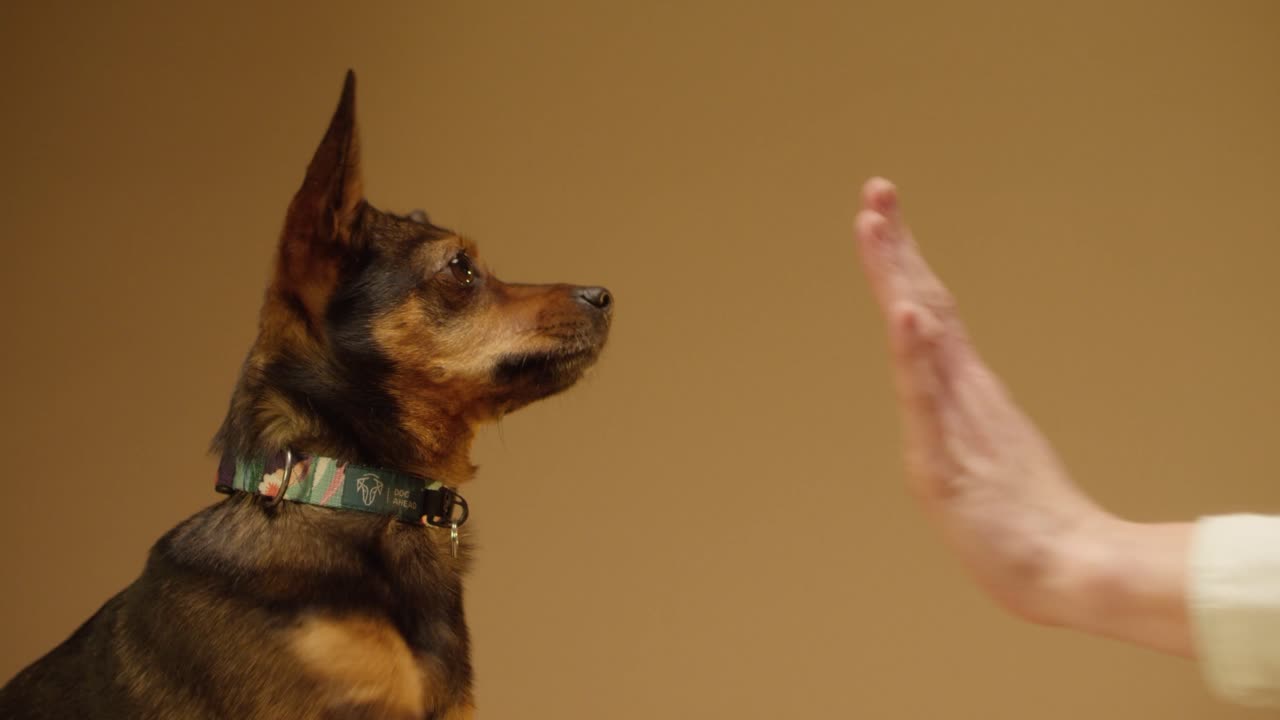 Dog and Owner Share a High Five in Heartwarming Close-Up