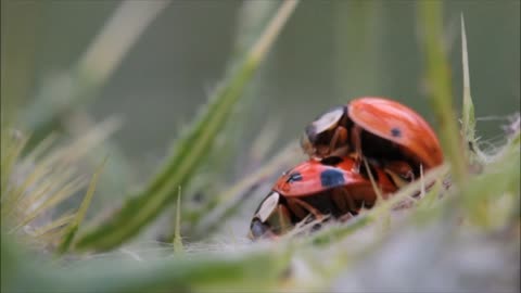 Ladybug making sex