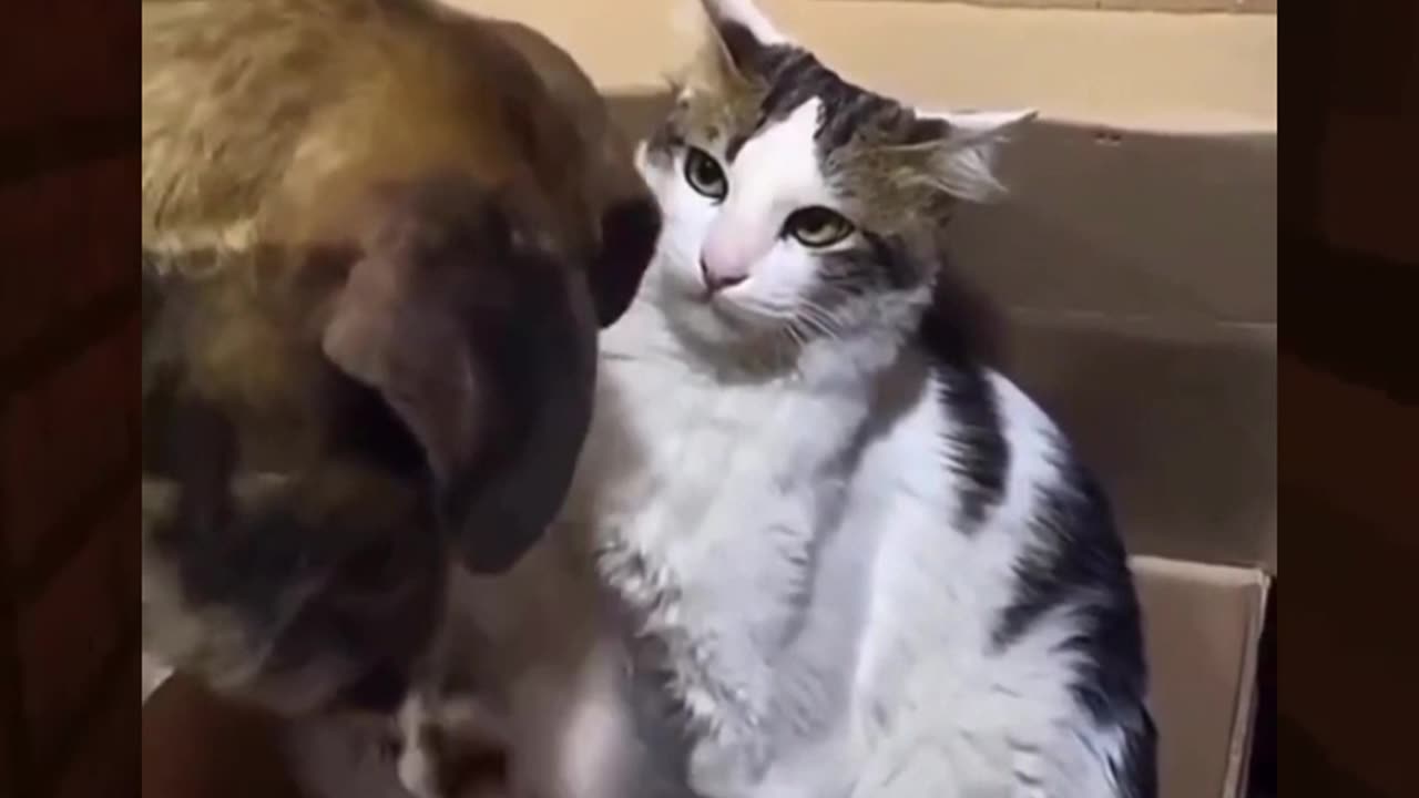 The Stare😂