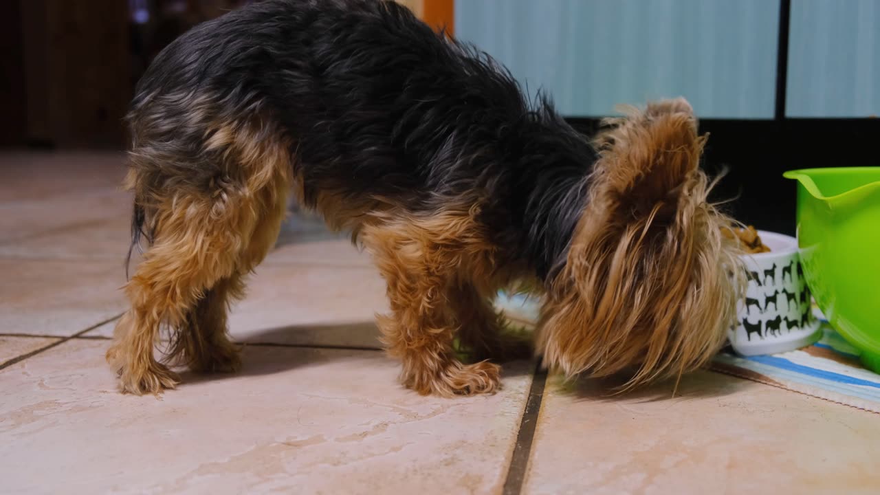 "Pawsitively Adorable: The Charm of Playful Puppies"