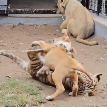 Dog Playing With Tiger | Nouman Hassan |
