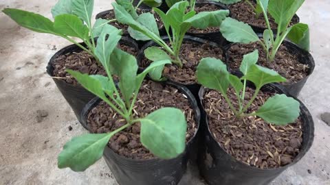 Growing cabbage in tires is easy for beginners and highly productive