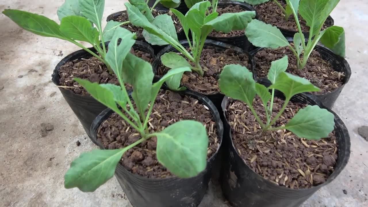 Growing cabbage in tires is easy for beginners and highly productive