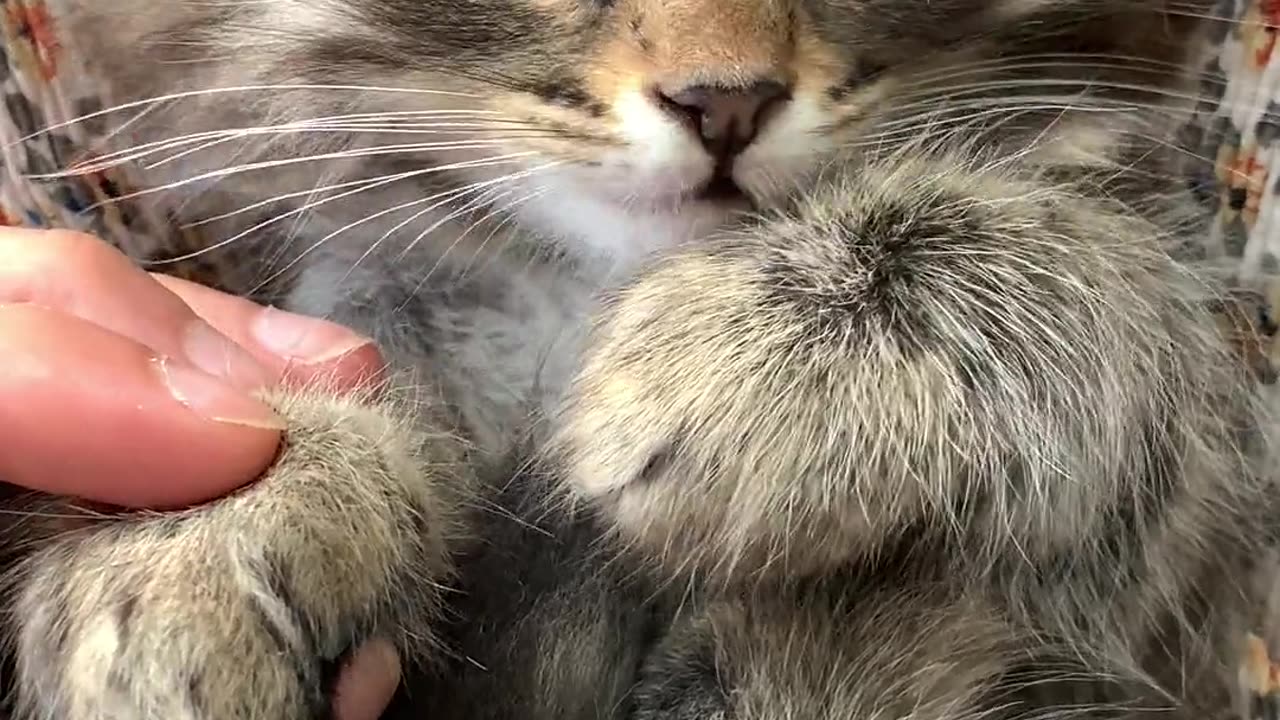 Baby kitten receiving affection