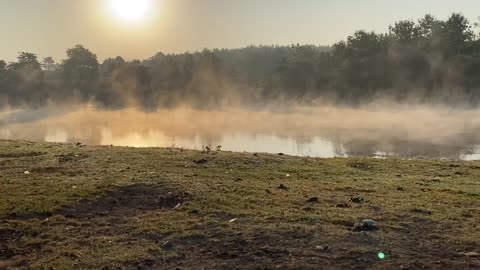 Calm water wave’s and fog with bird chirping.