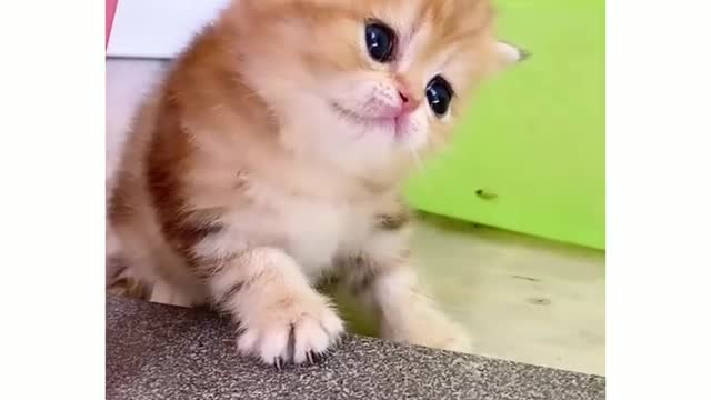 Cute kitten video 😍#cute #cats #animallover