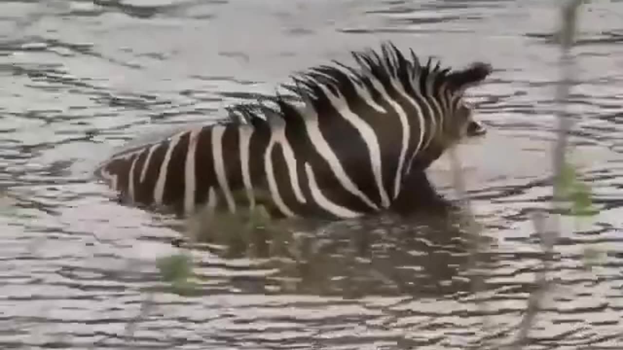 A zebra falls into a crocodile swamp