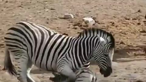 Alpha Zebra Attempts To Kill Previous Alpha's Babies