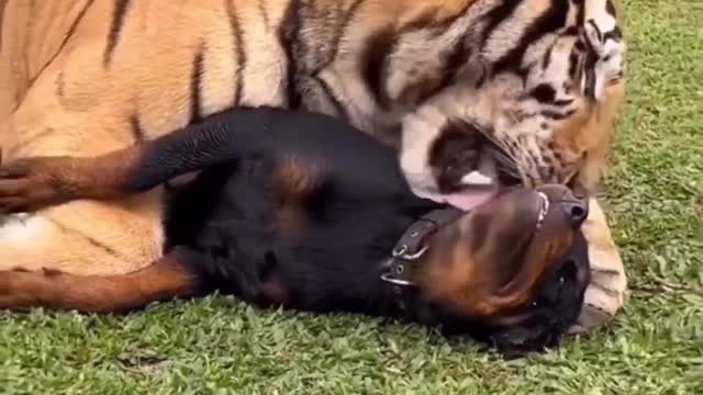 Tiger and Rottie best friends 🥰