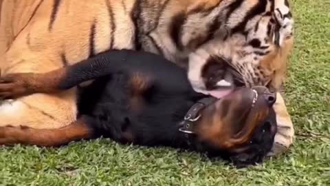 Tiger and Rottie best friends 🥰
