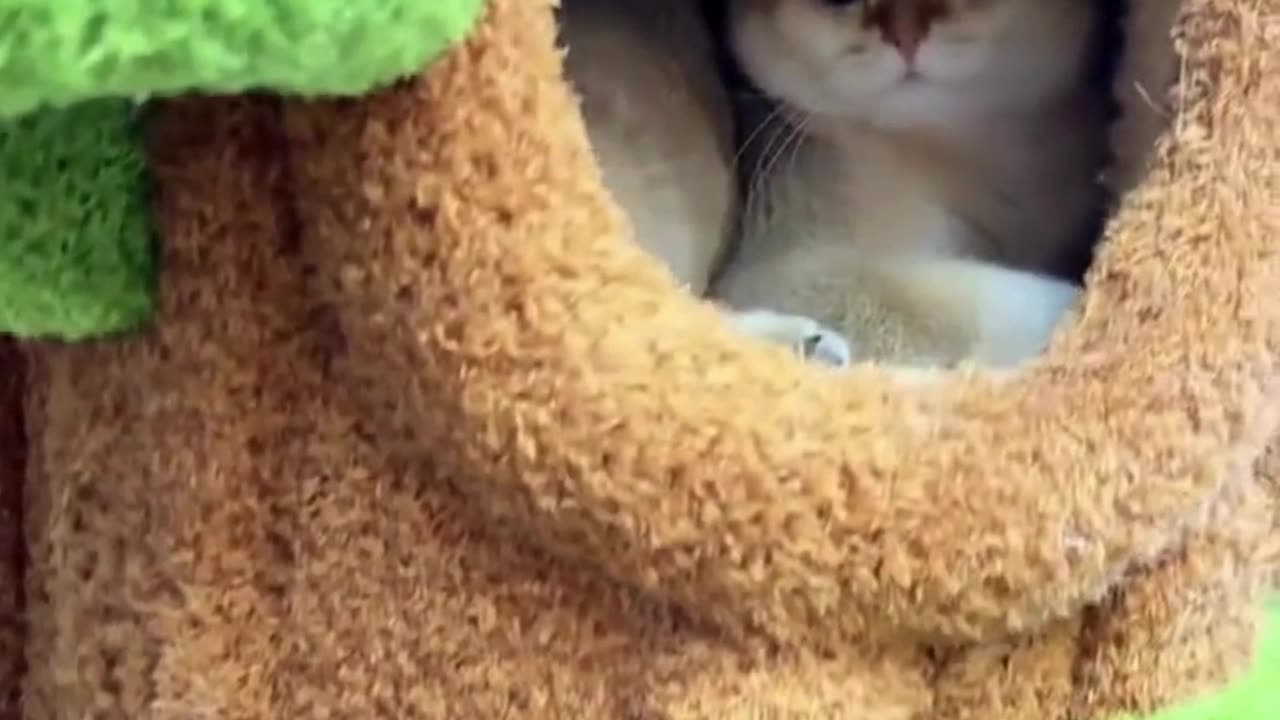 Cute And Funny Cats 😍😍😅😅 #viral #shorts #reels #cat #cats #pets #catsshare