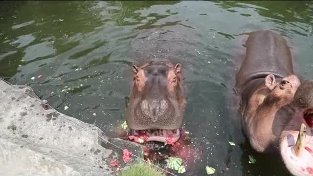 Hippo juicer