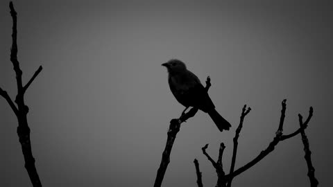 The most beautiful birds in nature forgotten