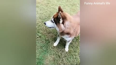 Funny Animal video