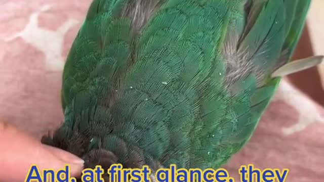 Birds are so cute and cuddly, they say!!