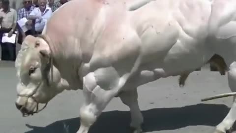 The very powerful animals..