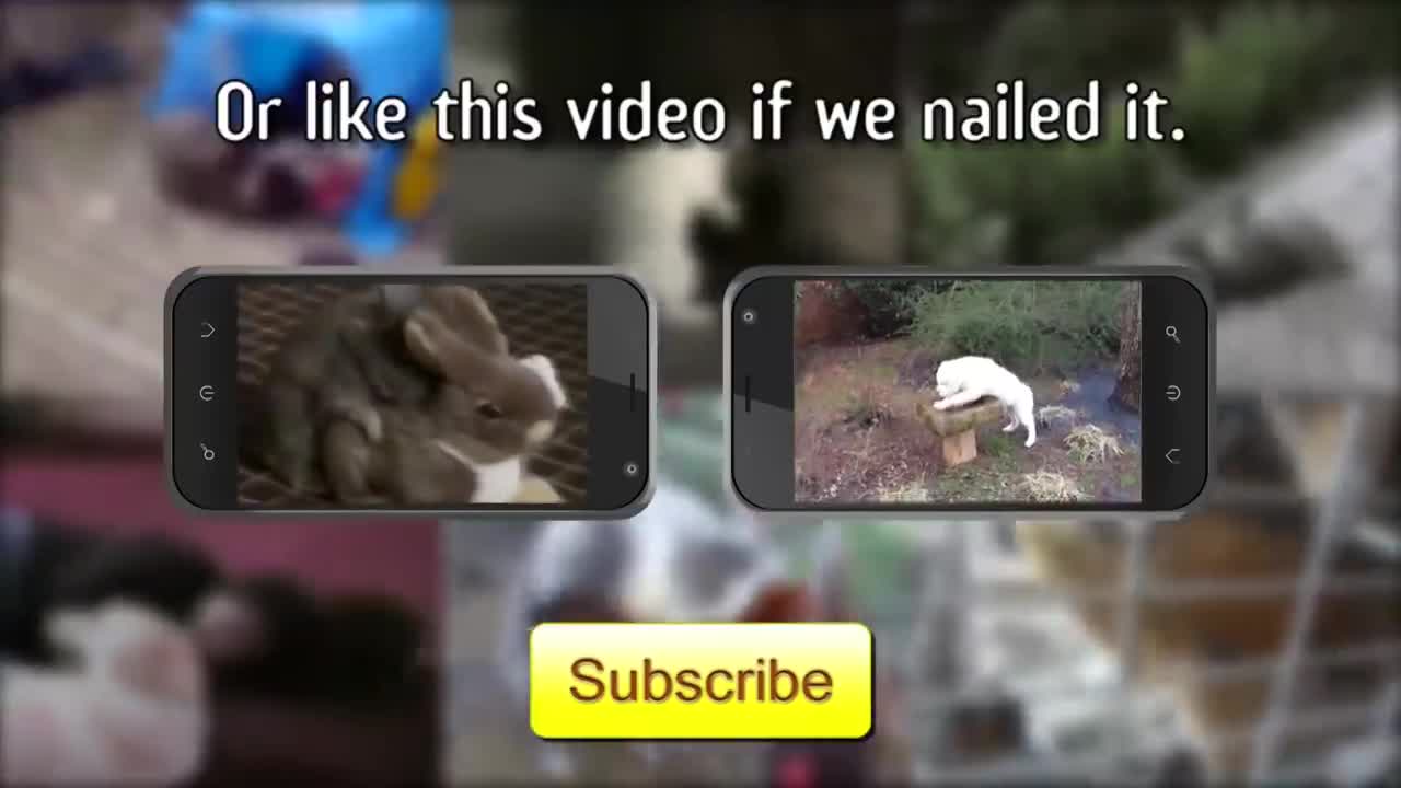 Cute dog