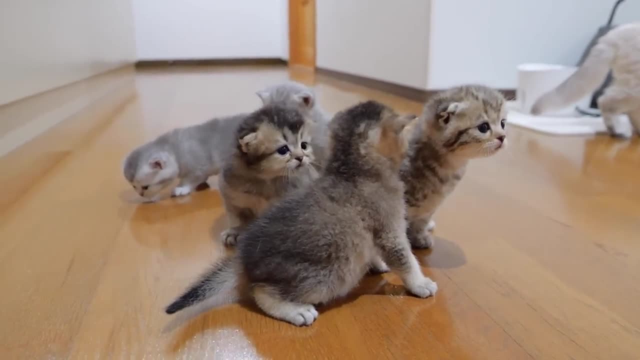 The kitten approaching the daddy cat to play with him was so cute.