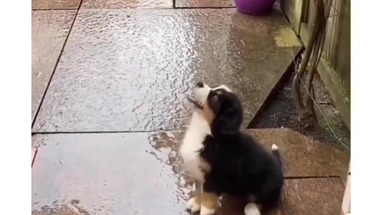 Puppy sees rain for the first time