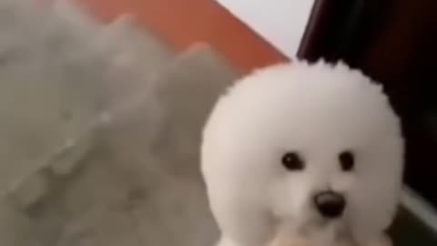 YOU WON'T BELIEVE WHAT THIS CUTE DOG DID