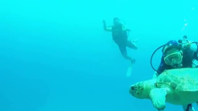 Dragonfly Besides Give Difficult Sea Cucumber