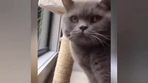 Awesome SO Cute Cat ! Cute and Funny Cat Videos to Keep You Smiling! 🐱5