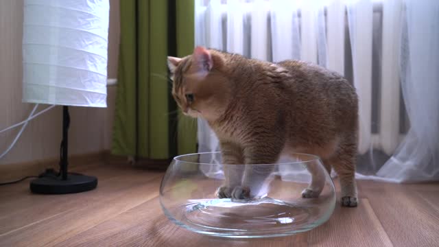 Glass cup and Hosico