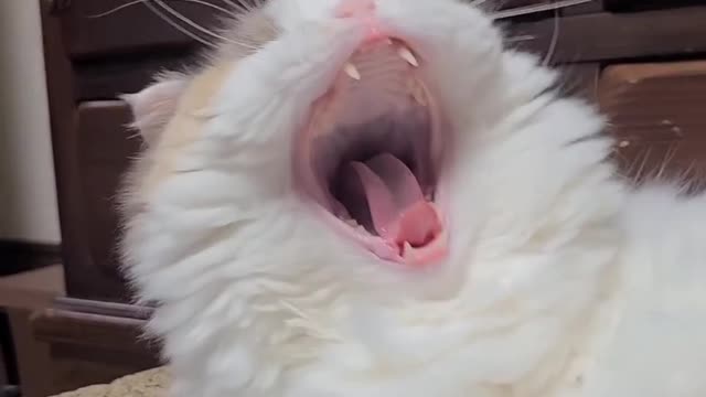 Funny cat video