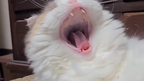 Funny cat video