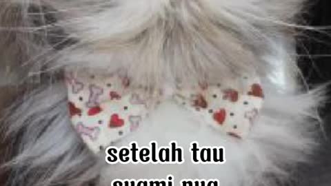 Kucing beautiful