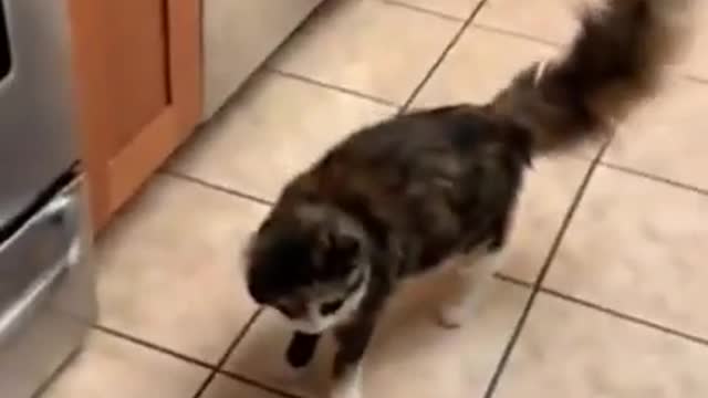 😂One cat just leads to another funny cats compilation😂Try not laugh