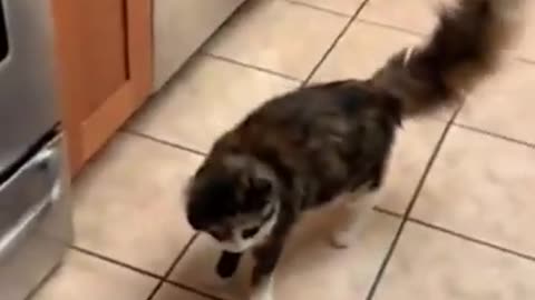 😂One cat just leads to another funny cats compilation😂Try not laugh