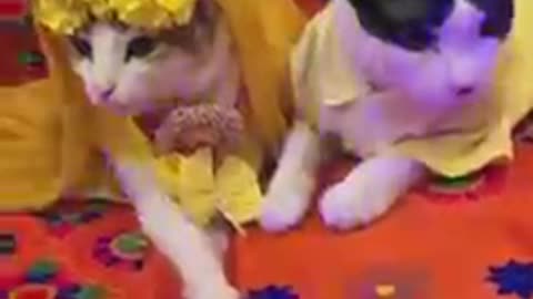 Awesome Funny Video Cat