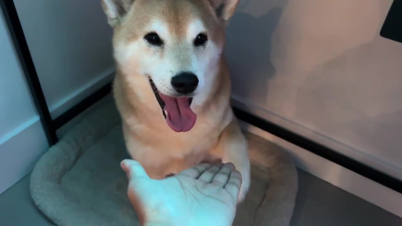 Shiba Inu Kylo Screams for one minute straight because I asked for paw