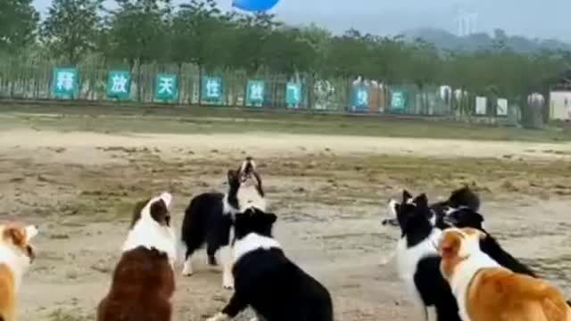 The dogs playing ball