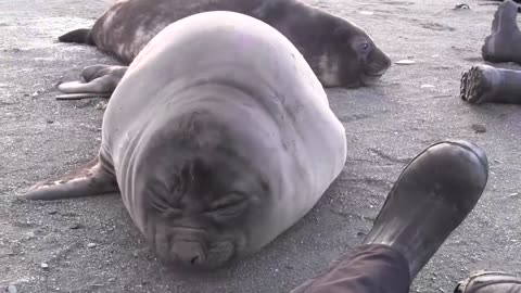 Elephant Seal Pup Encounter on South Georgia Island