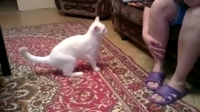 Cat hates owner's mom, repeatedly attacks her