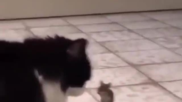 cat versus Mouse who who win