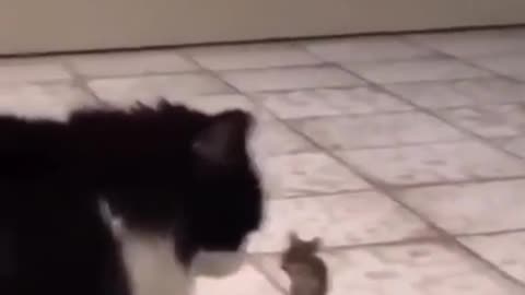 cat versus Mouse who who win