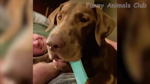Funny animal
