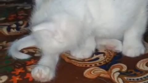 Persian American Cross Breed