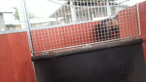 Walk into the walking machine